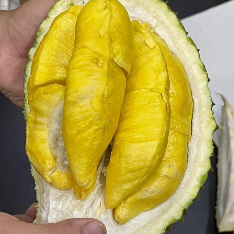 Sầu Riêng MusangKing