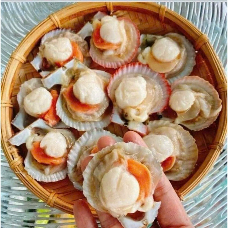 Sò điệp NISSI nửa vỏ_thumbnail_0