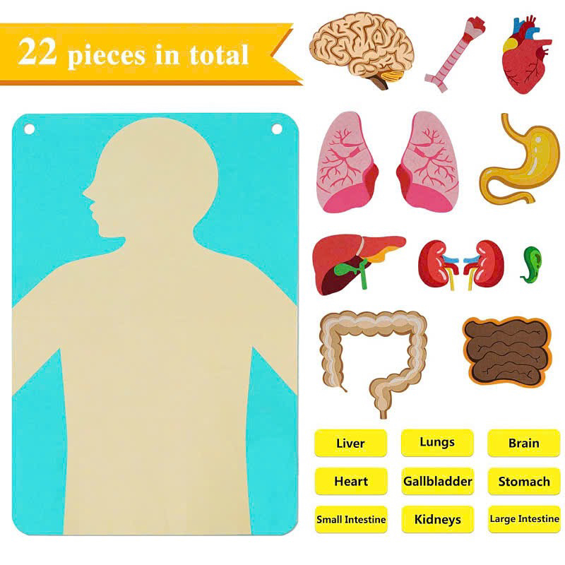 Vải dạ Human Body_thumbnail_2