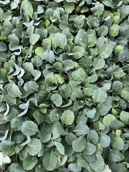 Bắp cải xanh tròn_thumbnail_2