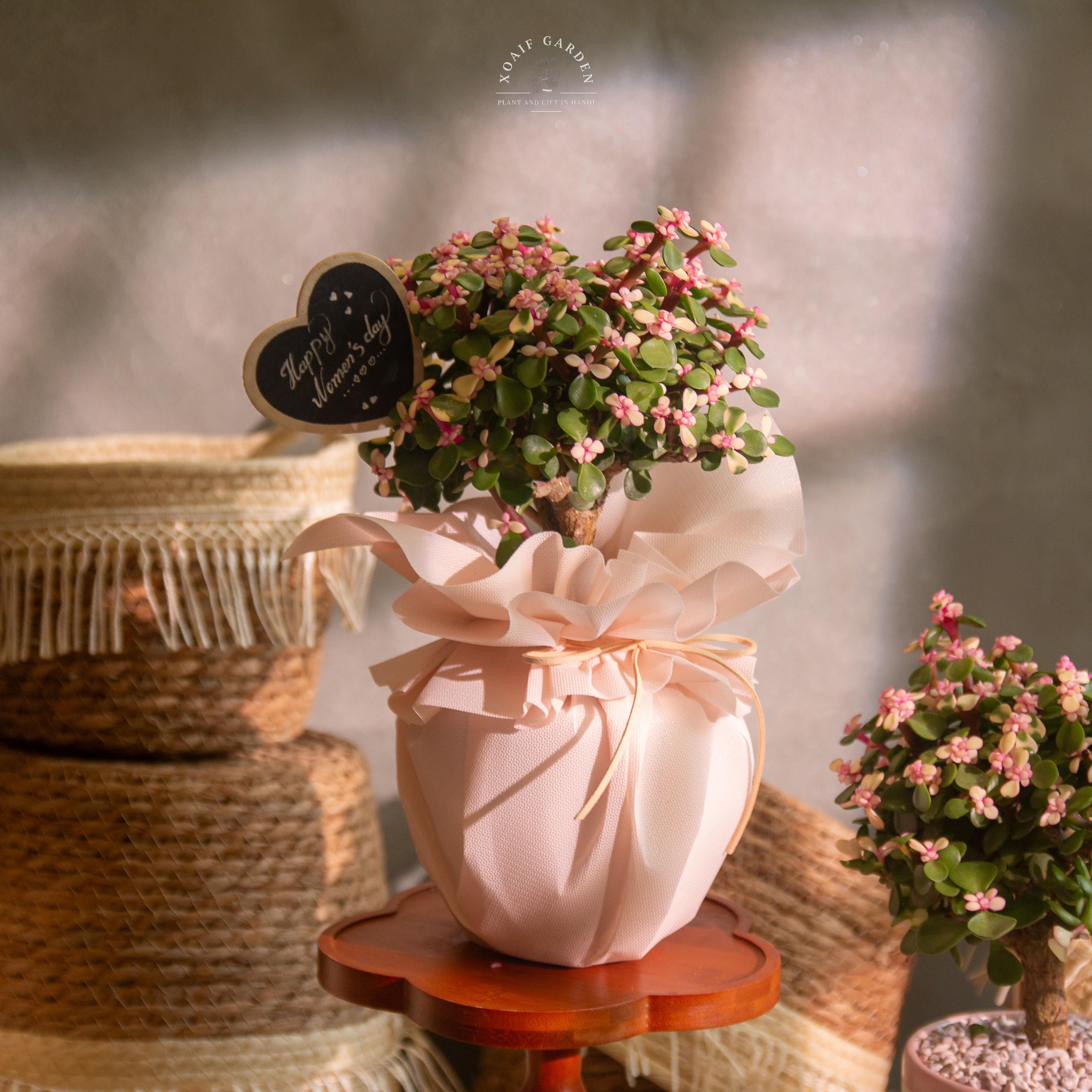 SET QUÀ TẶNG CÂY NGỌC BÍCH HỒNG