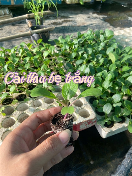 Cải thìa bẹ trắng