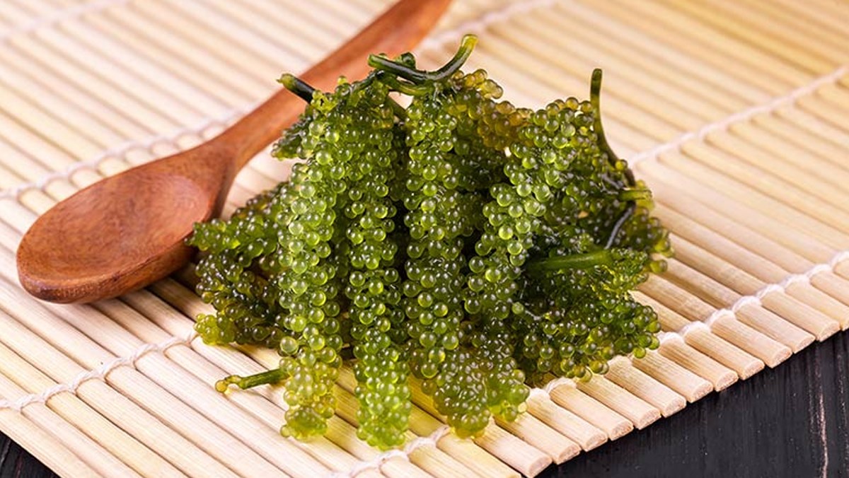 Rong nho tách nước Khánh Hoà_thumbnail_3