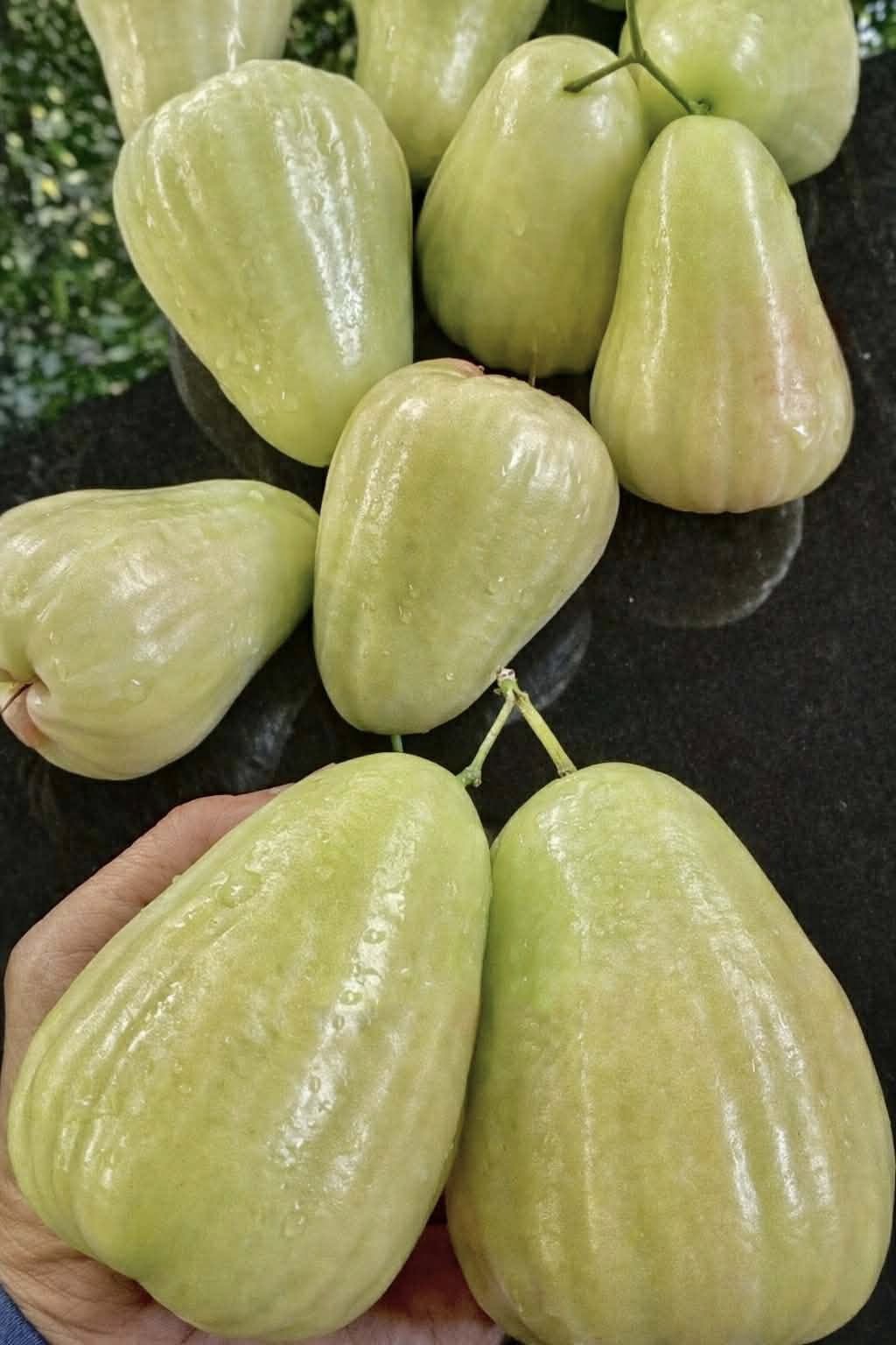 Mận MDH ghép chui cành cao 50-60cm MDH-01 CALATA_thumbnail_1