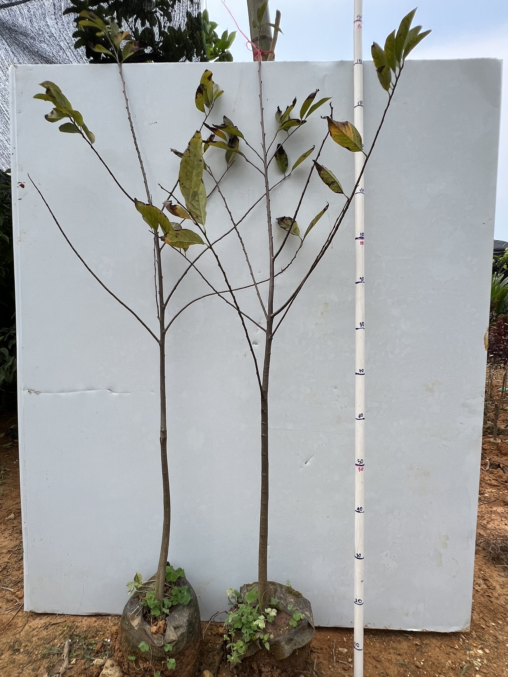 Na dai cao 90-100cm PT89 CALATA_thumbnail_1