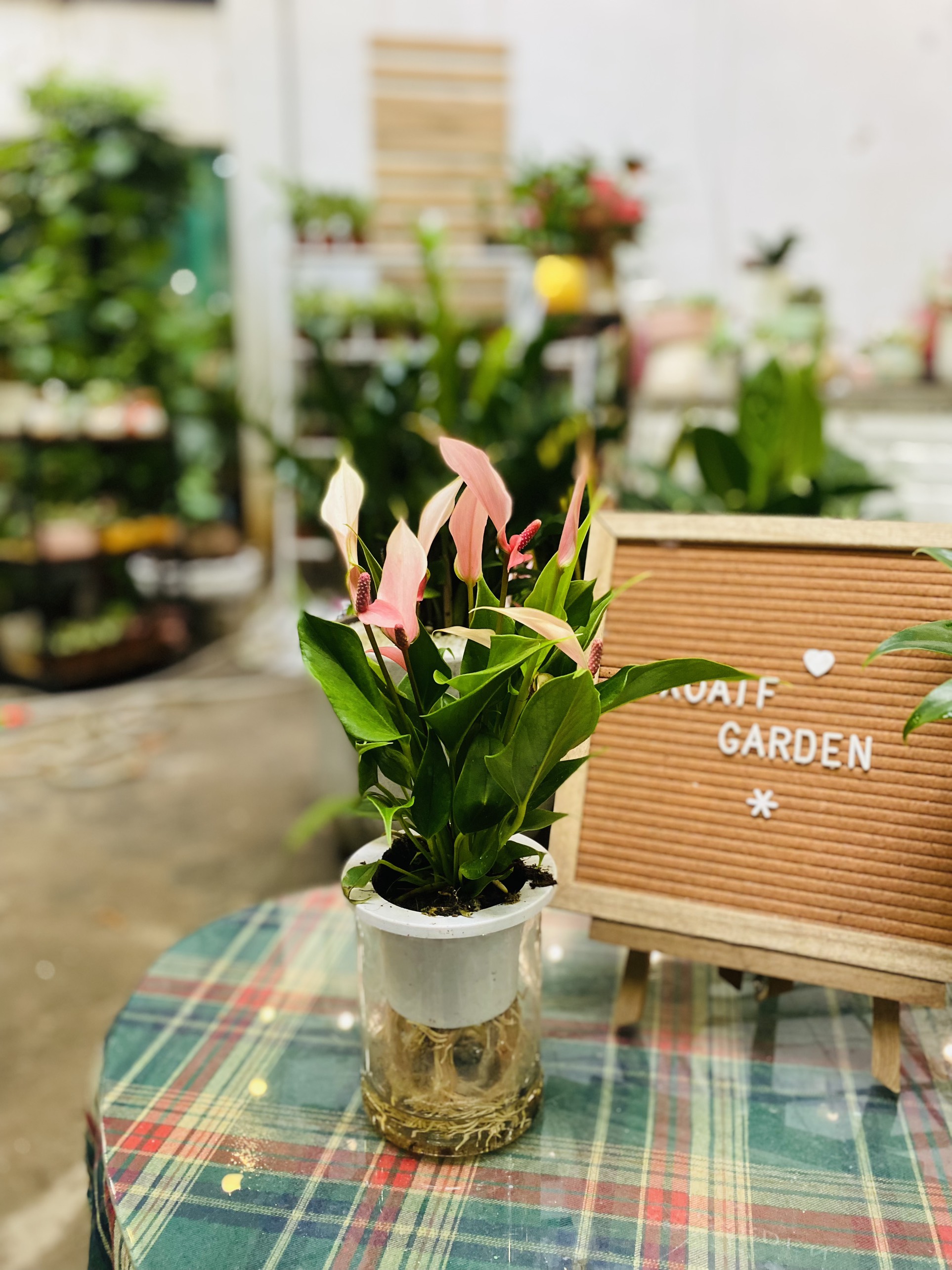 HỒNG MÔN_thumbnail_4