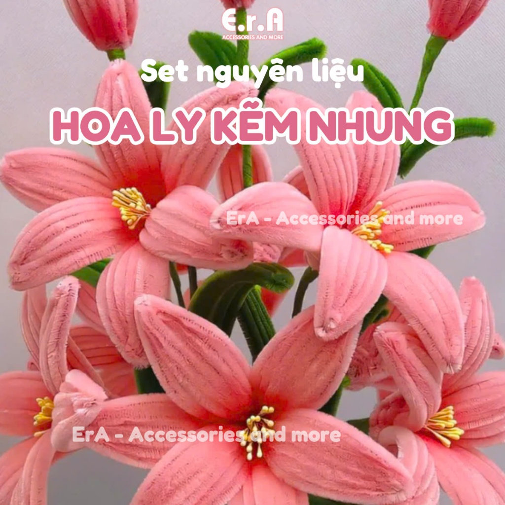 Hoa ly kẽm nhung nhiều màu