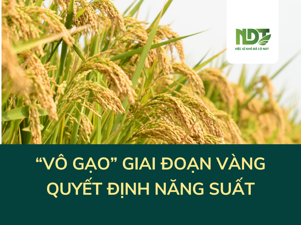 N02 VÔ GẠO 24H-CHÌA KHÓA VÀNG QUYẾT ĐỊNH NĂNG SUẤT CẢ VỤ