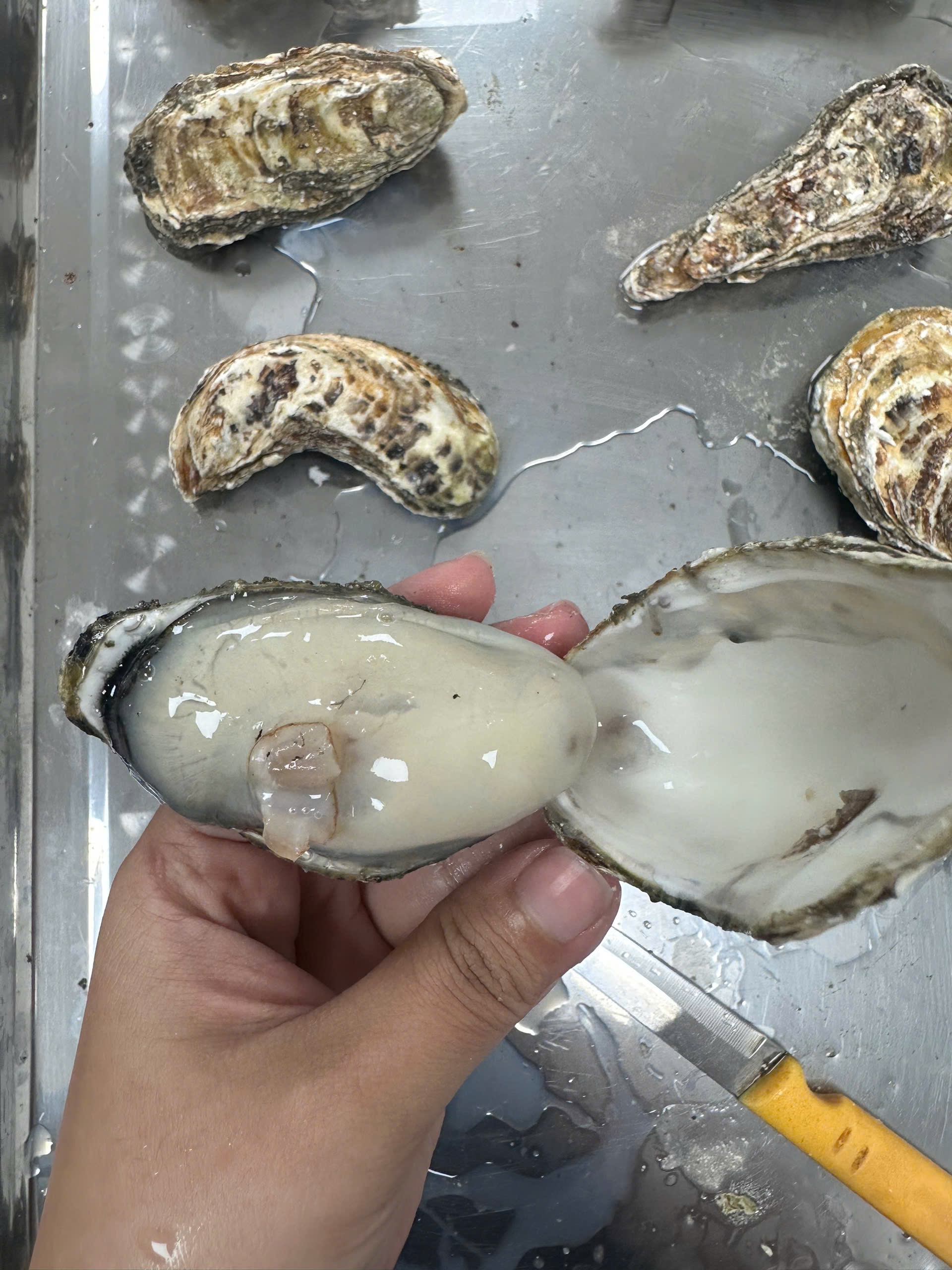 Hàu Hàn Quốc Nguyên Con Nhập Khẩu (Frozen Whole-Shell Oysters)