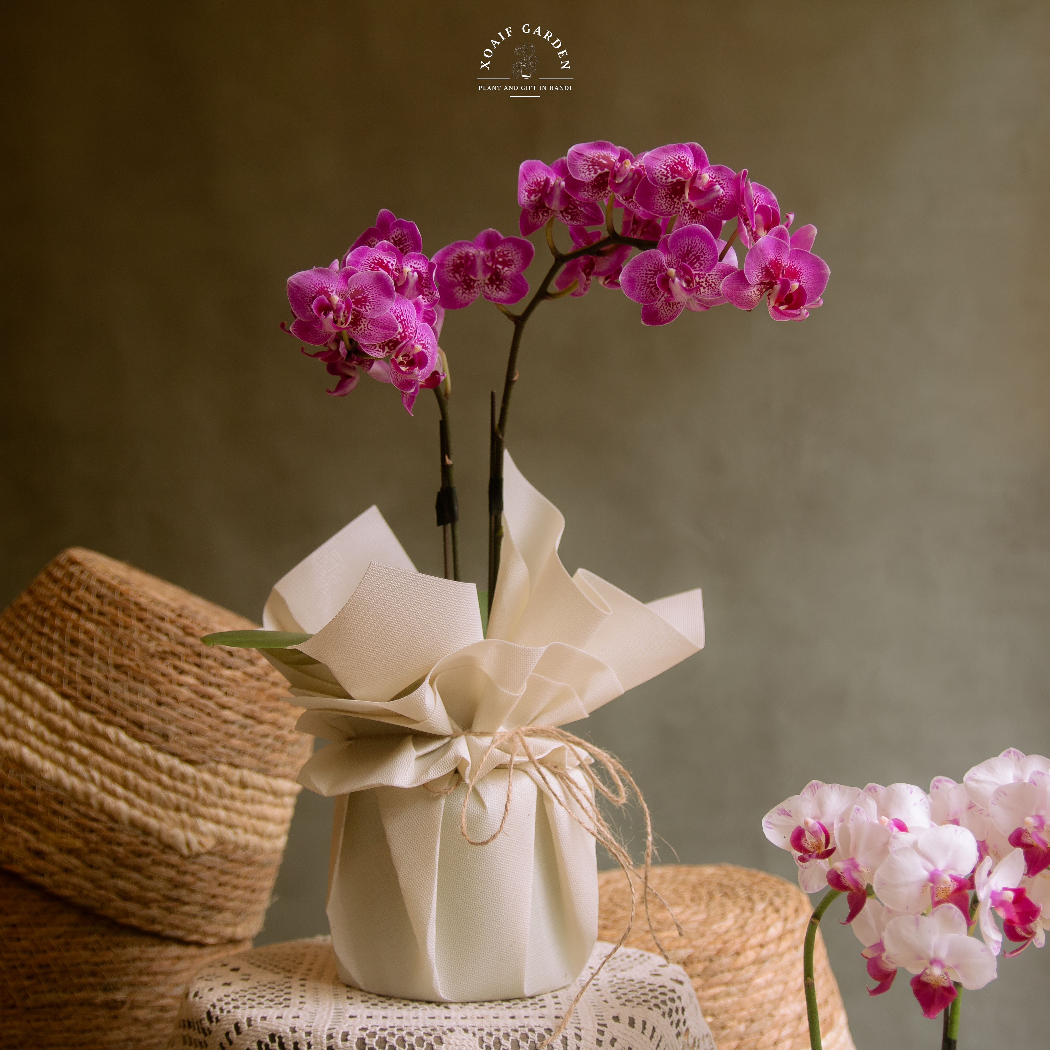 SET QUÀ TẶNG HOA LAN HỒ ĐIỆP GÓI GIẤY ( LƯỚI)