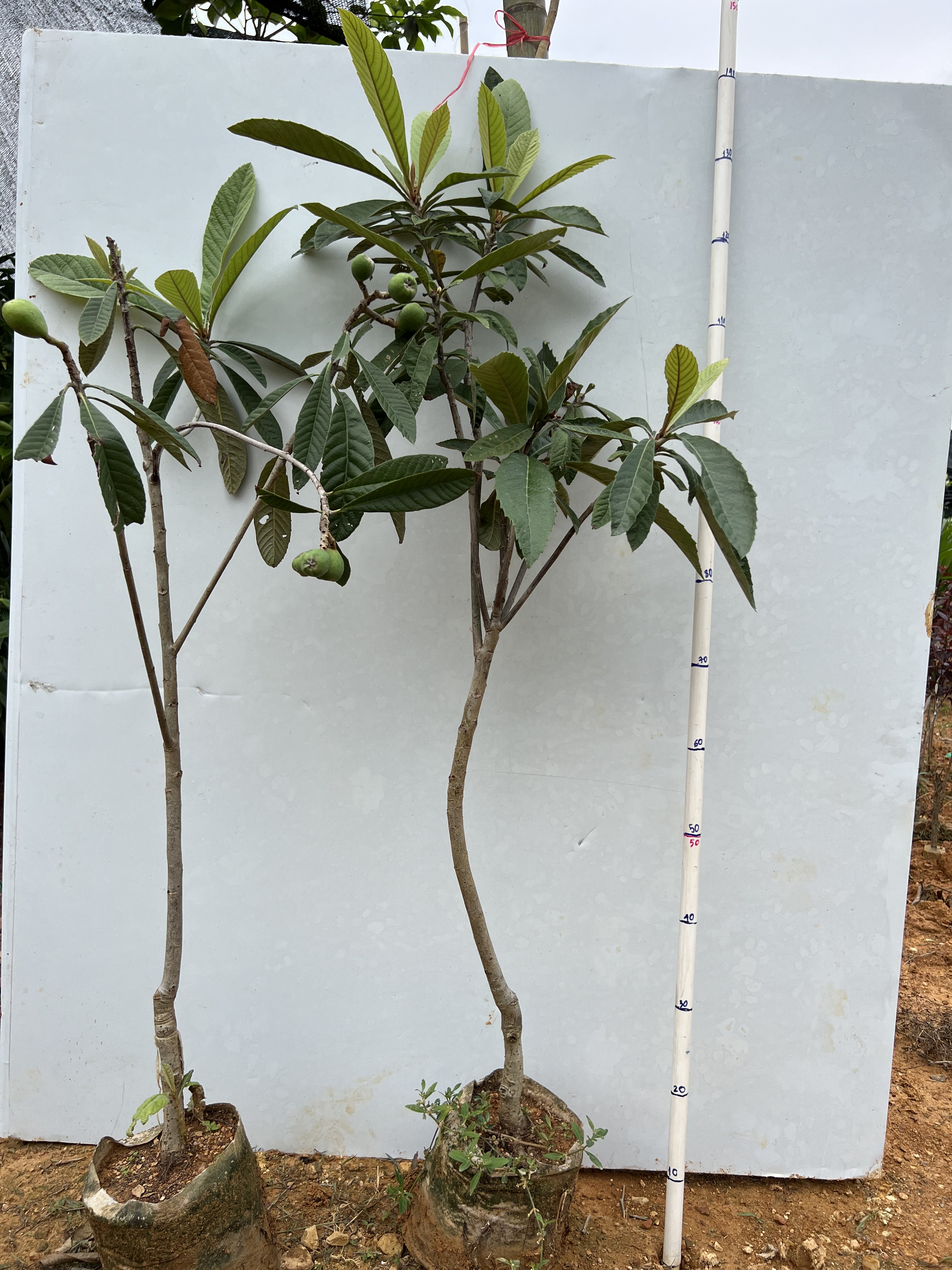 Nhót Nhật choai cao 70-80cm PT93 CALATA