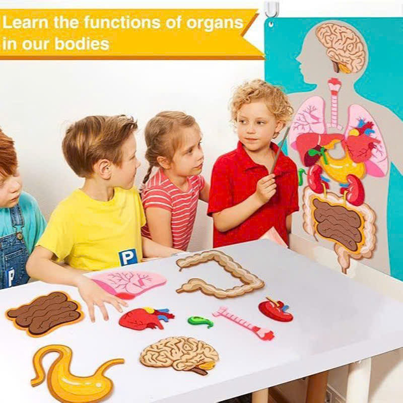 Vải dạ Human Body_thumbnail_4