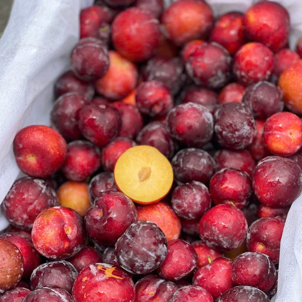 Mận Cherry_thumbnail_3