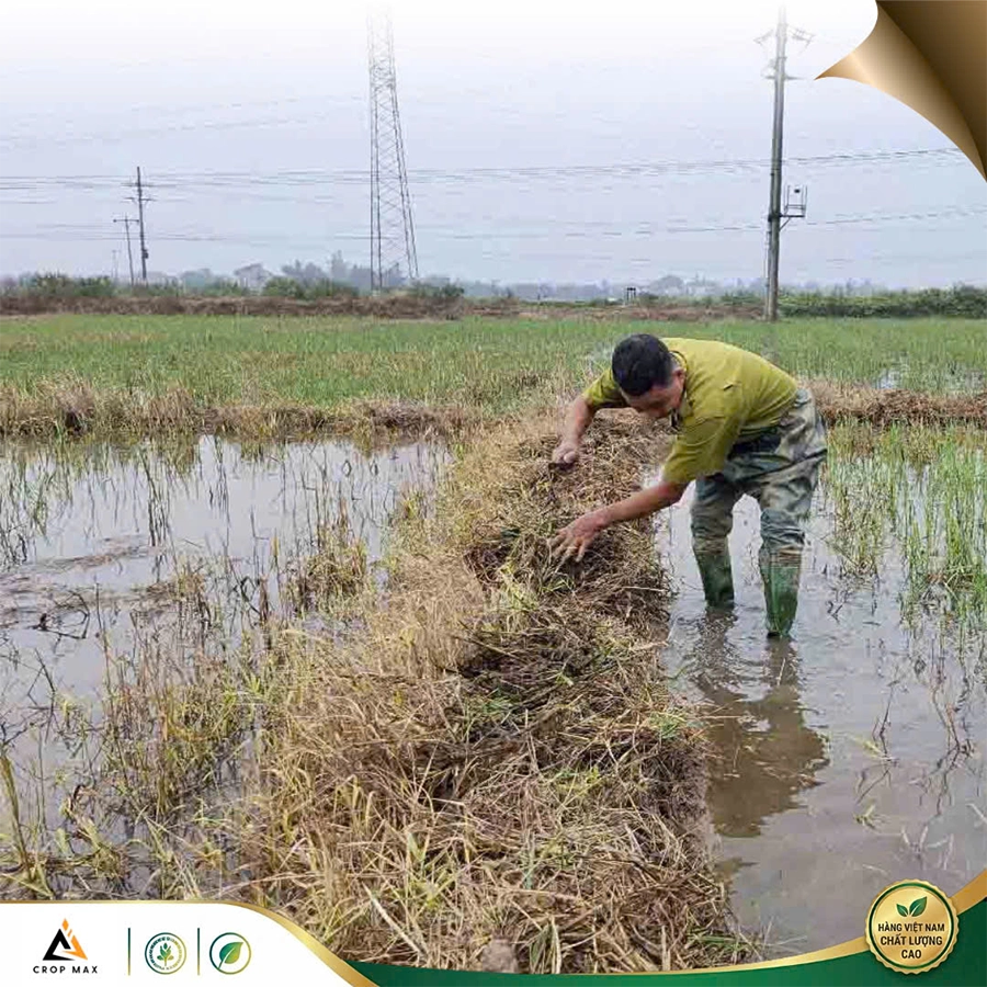 SẠCH CỎ –  Diệt cỏ cháy nhanh_thumbnail_7