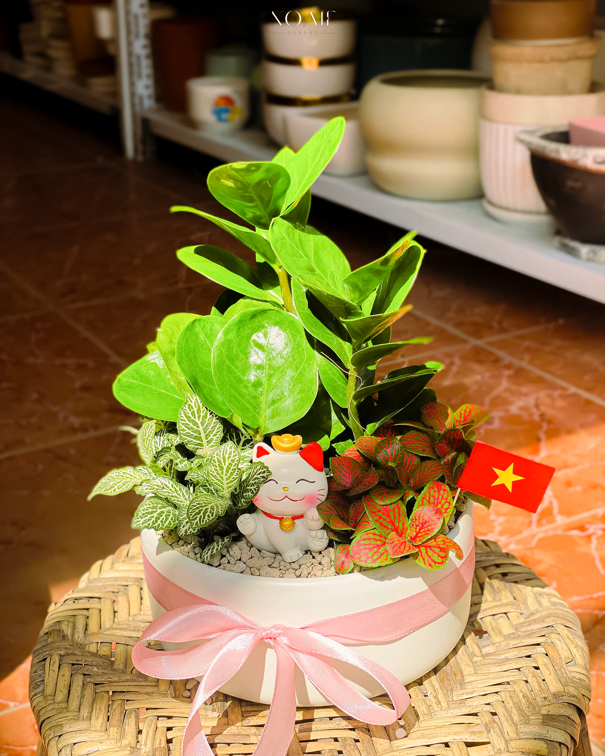 CÂY KIM TIỀN MIX CẨM_thumbnail_2