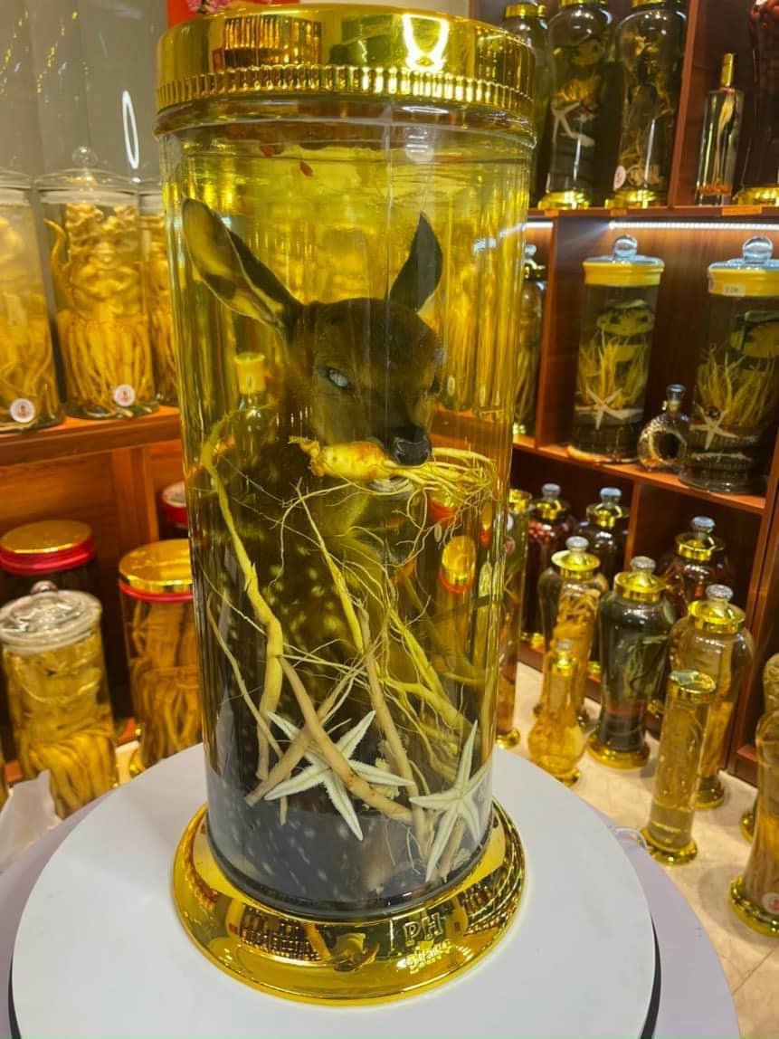 HƯƠU SAO NGẬM SÂM TRƯỜNG THỌ 15L (LIÊN HỆ BÁO GIÁ)