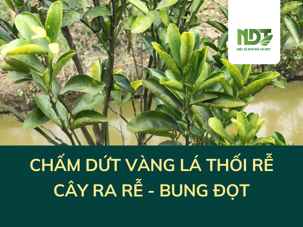 CÂY HẾT VÀNG LÁ, RỄ MỌC TRẮNG - BÍ QUYẾT CHỈ DÙNG WIN79