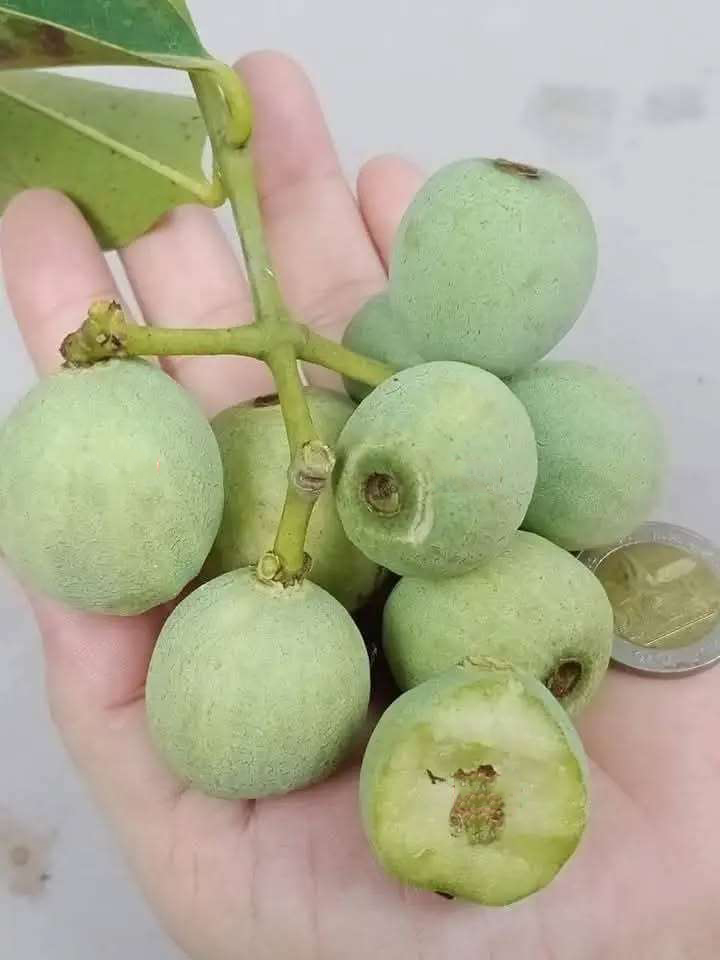 Trâm xanh cây cây cao 65-80cm TX-01 CALATA_thumbnail_1