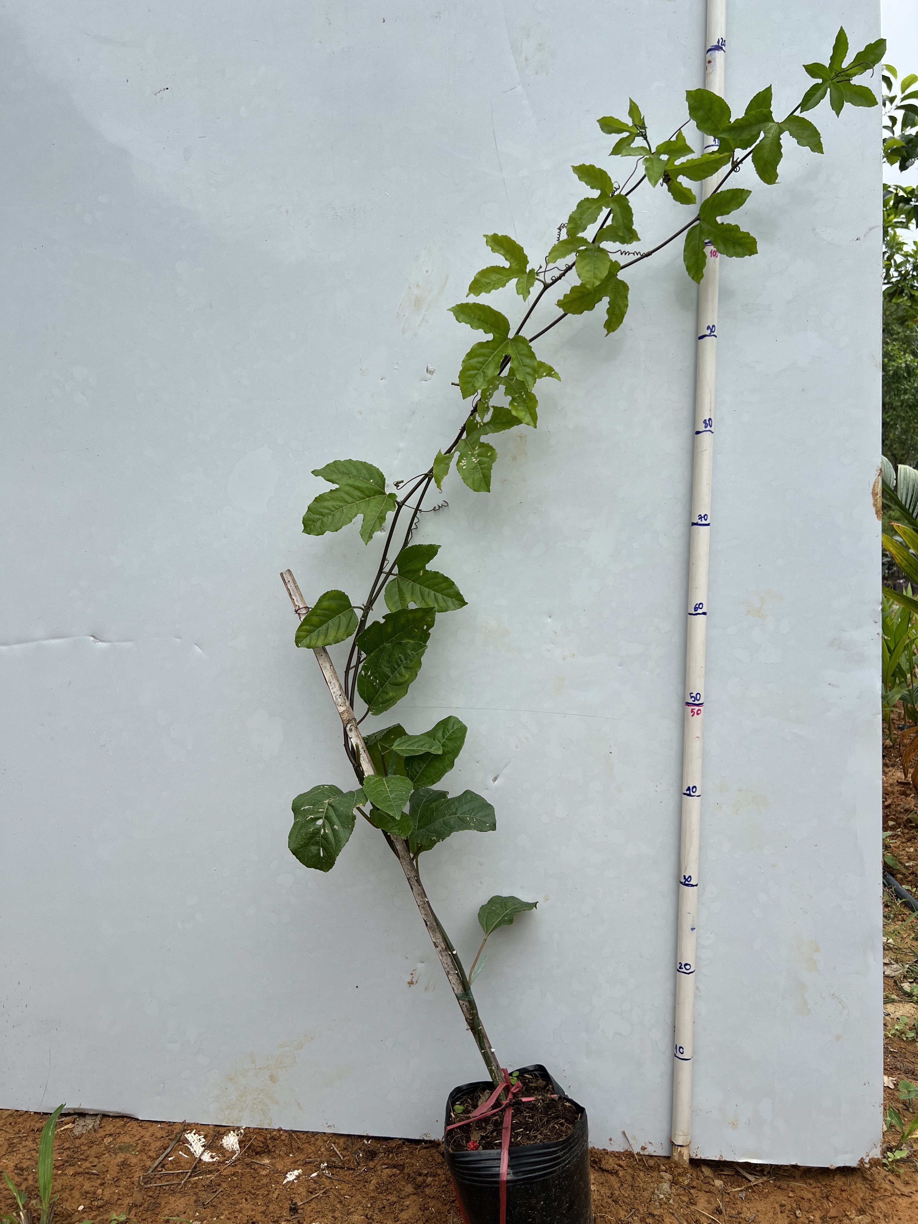 Chanh dây chua cao 20-30cm PT23 CALATA