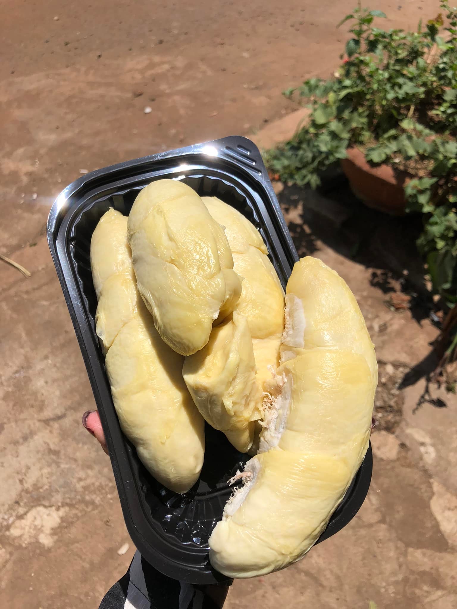 Tách Sẵn - Sầu Riêng Chuồng Bò cổ_thumbnail_7