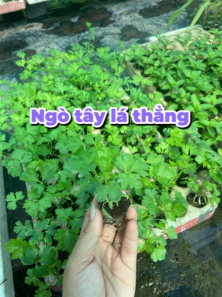Ngò tây lá thẳng