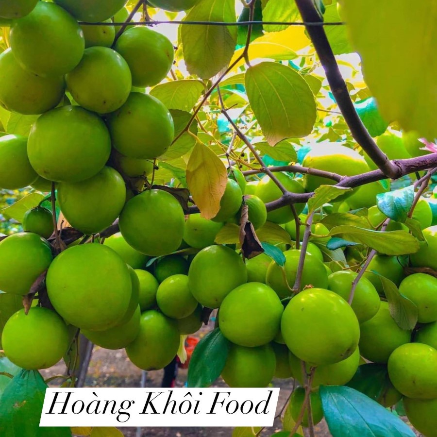 Táo Gió Cồ Ninh Thuận_thumbnail_1
