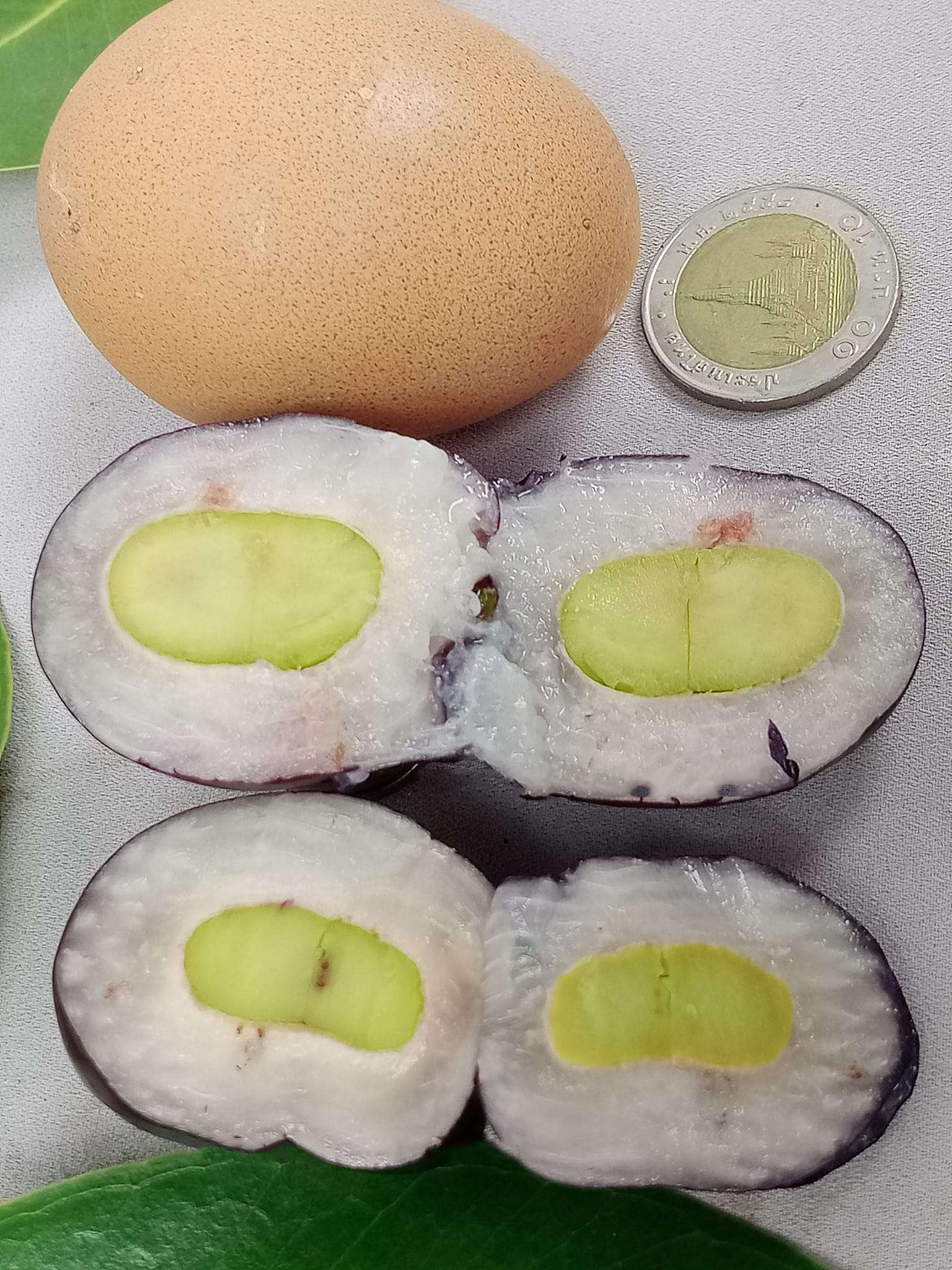 Trâm khổng lồ cây cao 60-80cm TKL-01 CALATA_thumbnail_1