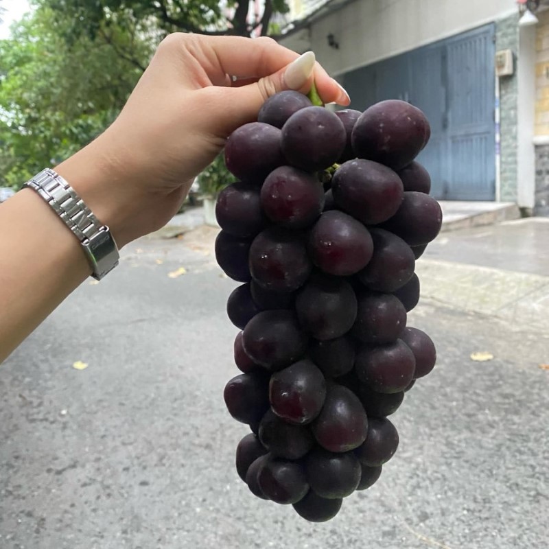 Nho Mẫu Đơn Đen (PNF)