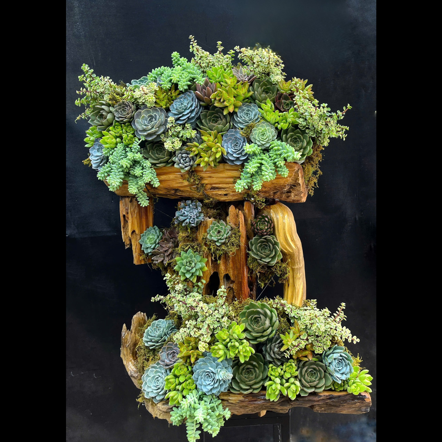 Sen đá trồng gỗ lũa