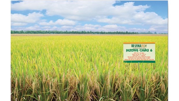 High quality pure rice variety Huong Chau 6_thumbnail_1