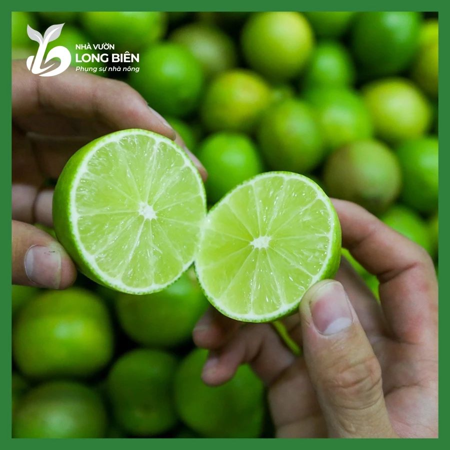 Chanh Bốn Mùa (Tứ Quý)_thumbnail_3