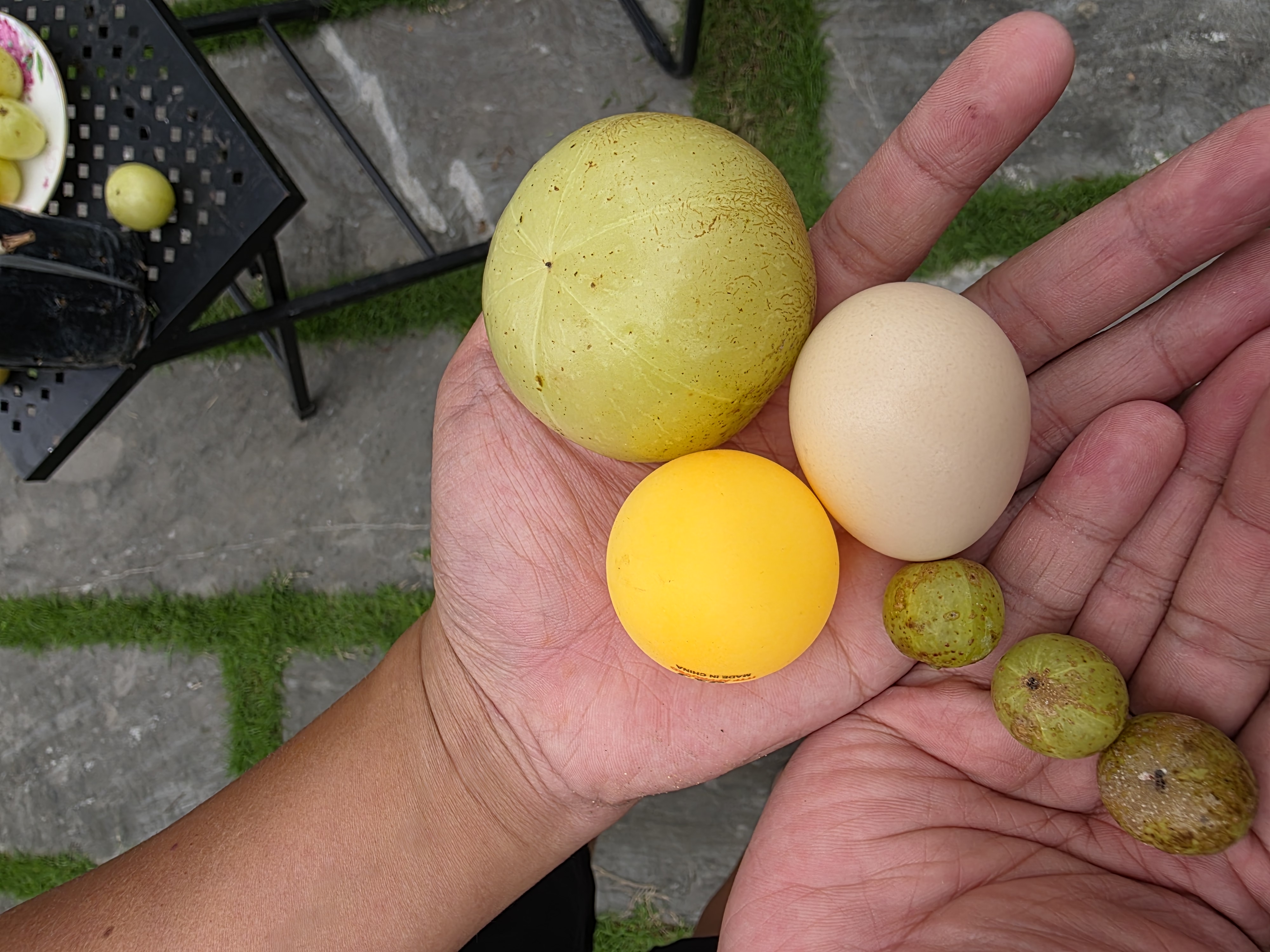 Mắc kham khổng lồ ghép chui cành cao 60-80cm MKL-01 CALATA_thumbnail_1