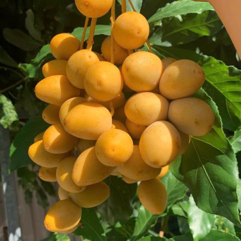 Chà Là Thái Lan_thumbnail_2