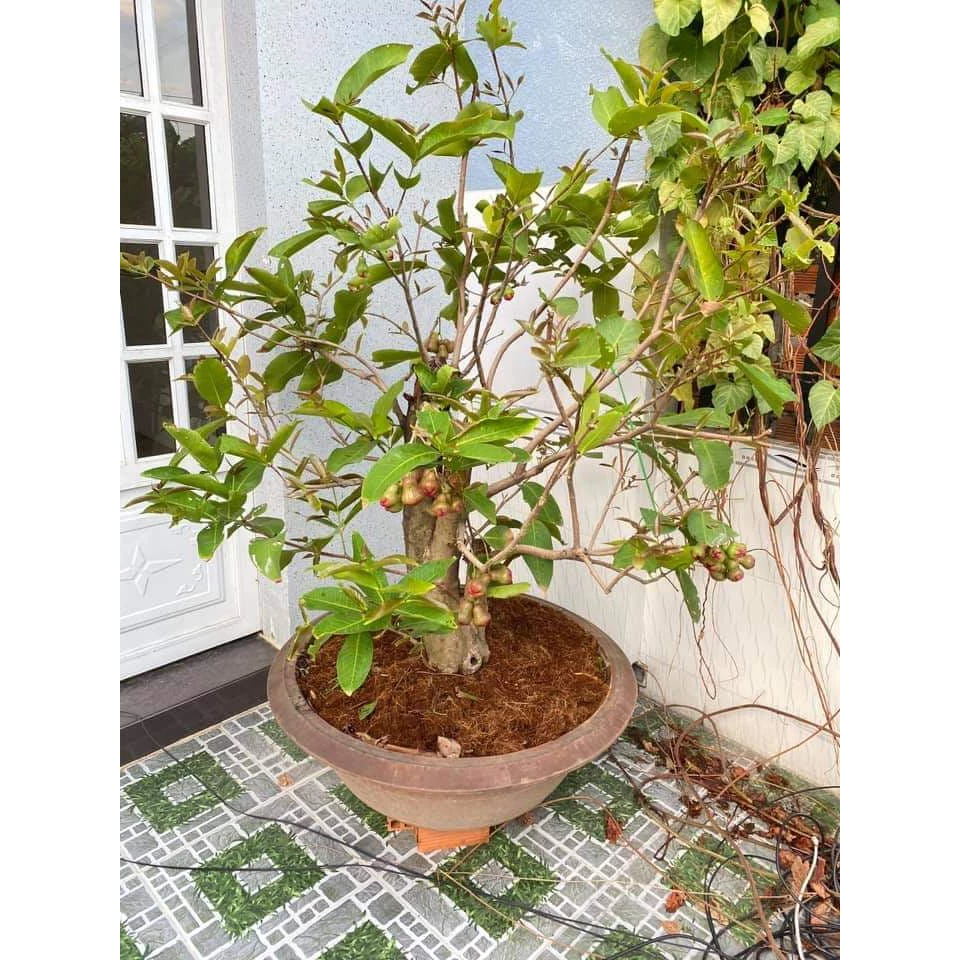 Roi Xanh_thumbnail_4