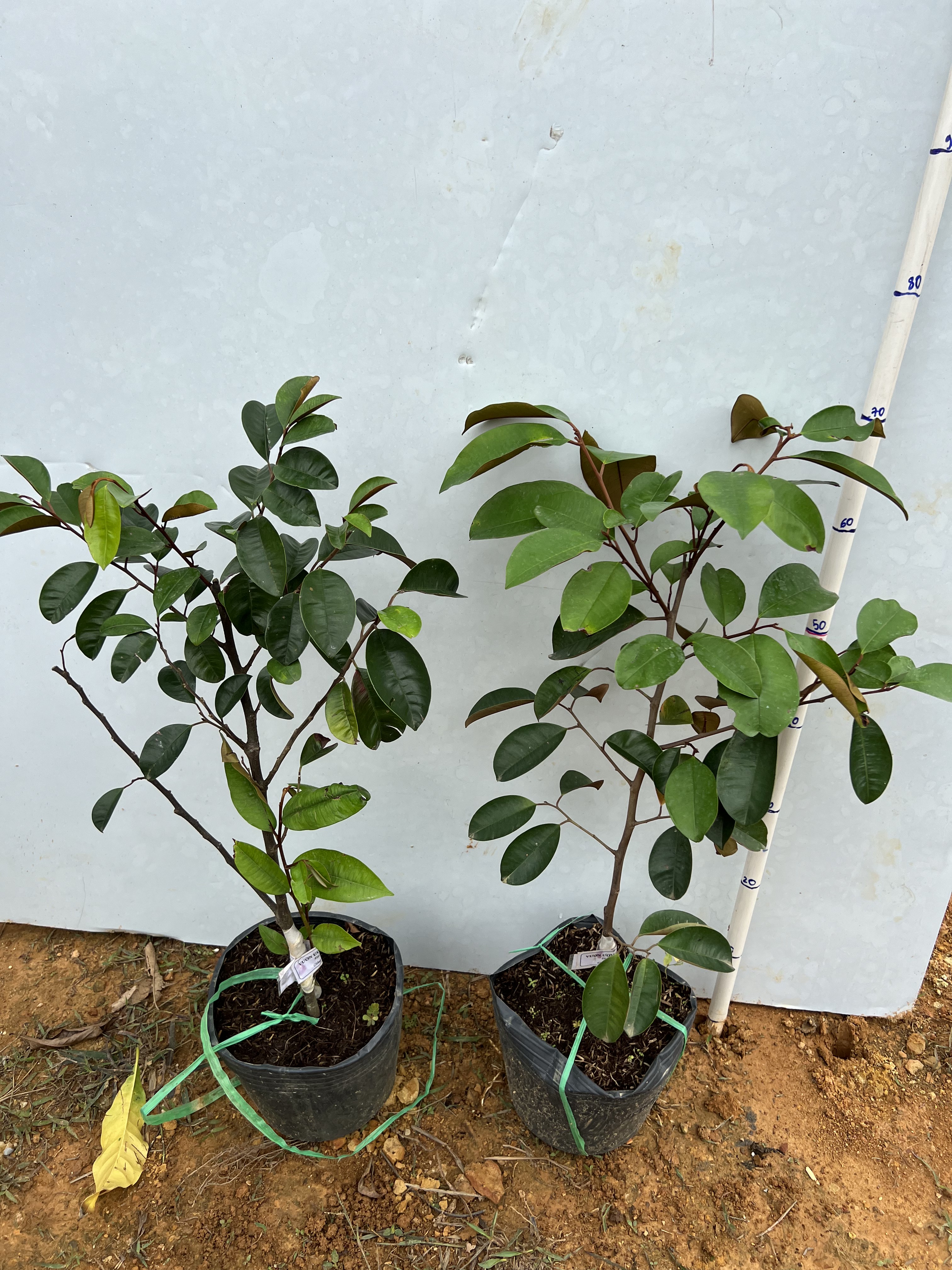 Vú sữa tím Mi Ca không mủ cao 30-40cm PT42 CALATA