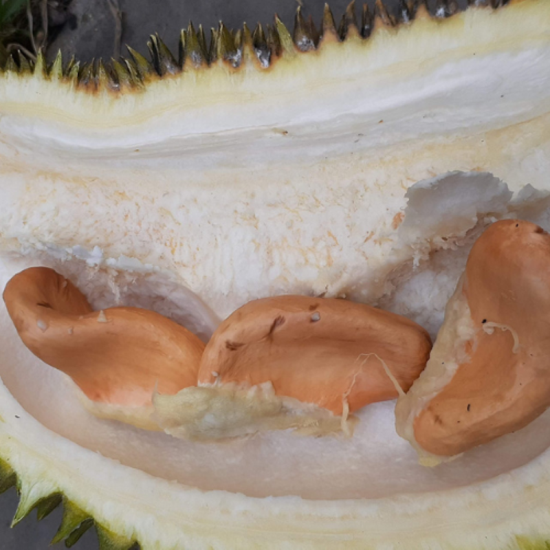 Sầu Riêng Lá Quéo_thumbnail_2