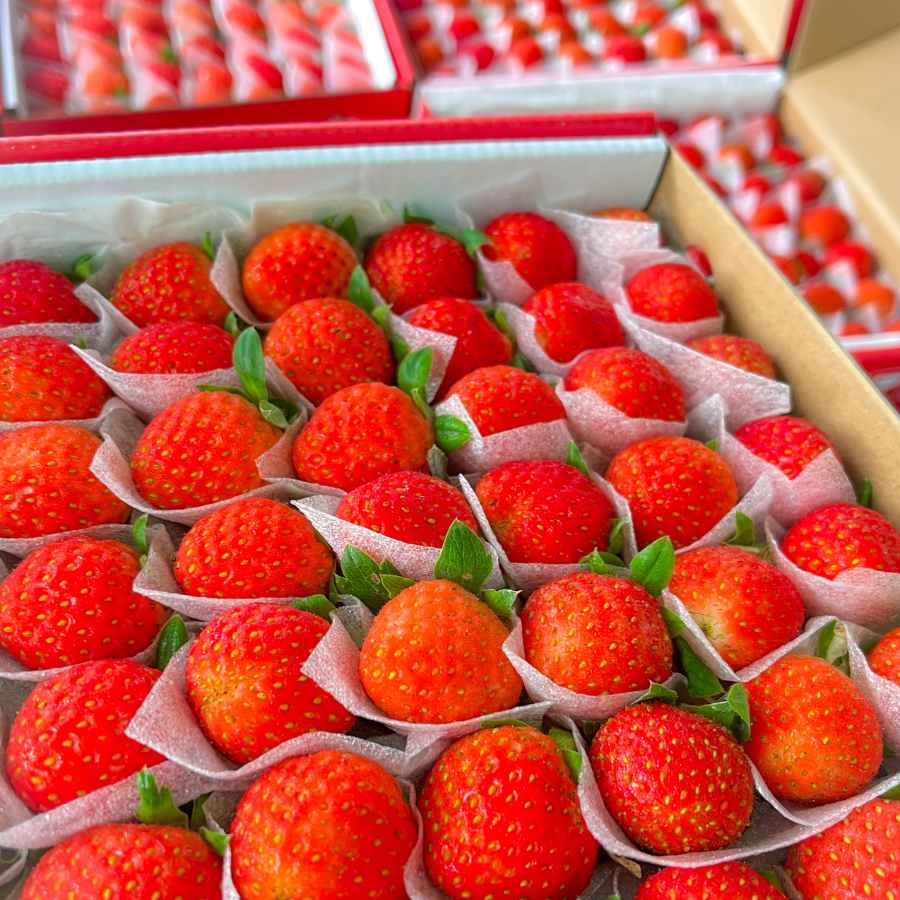 Dâu Nhật Hana_thumbnail_5