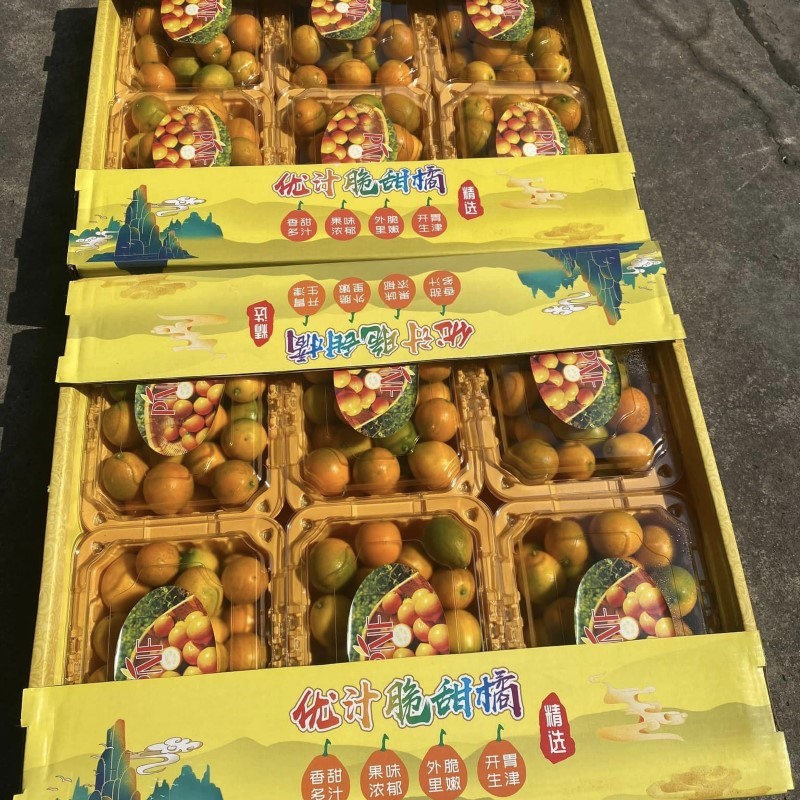 Kim Quất Đài Loan (PNF)_thumbnail_3