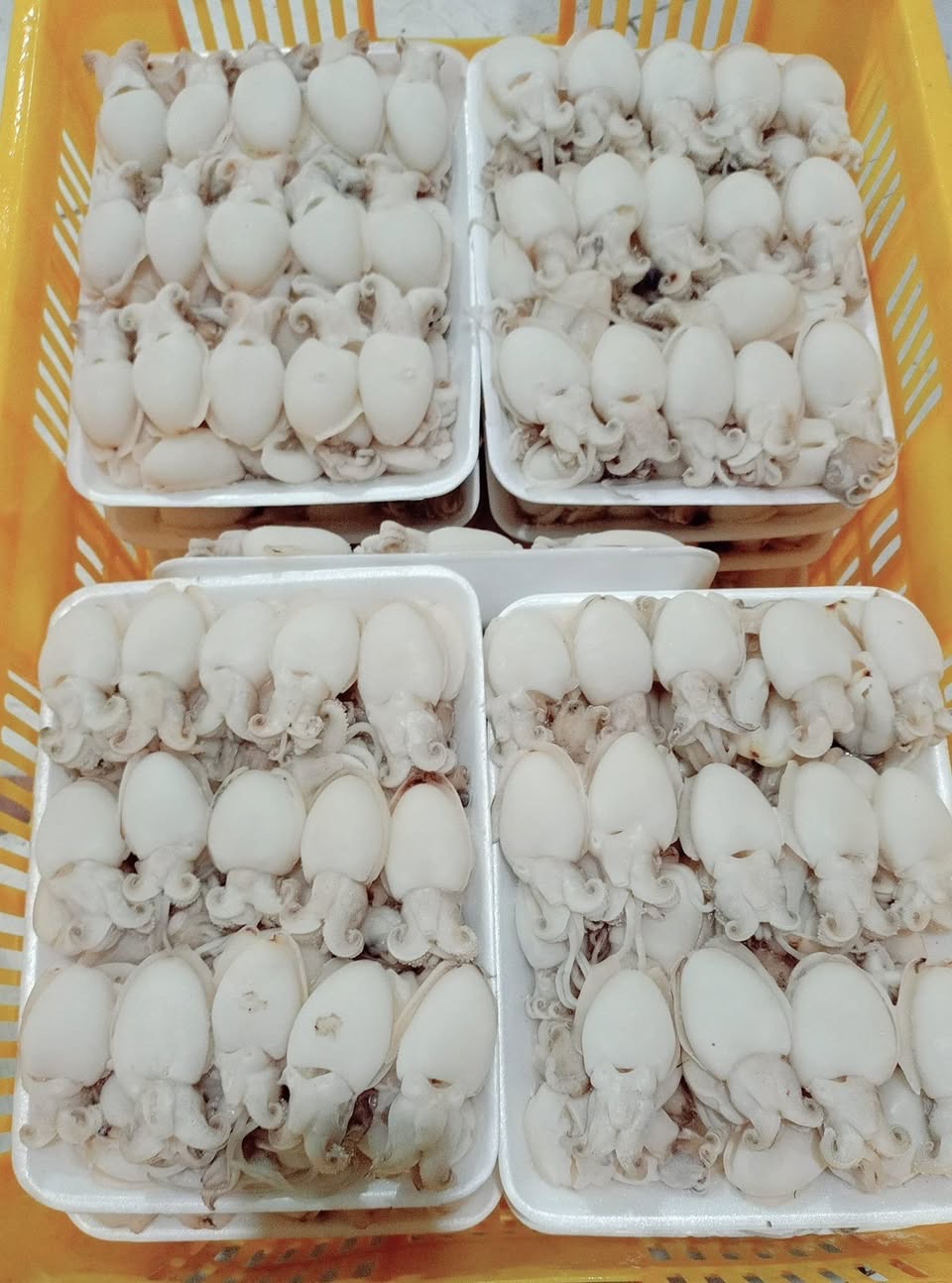 Mực Bầu (net đủ)_thumbnail_6