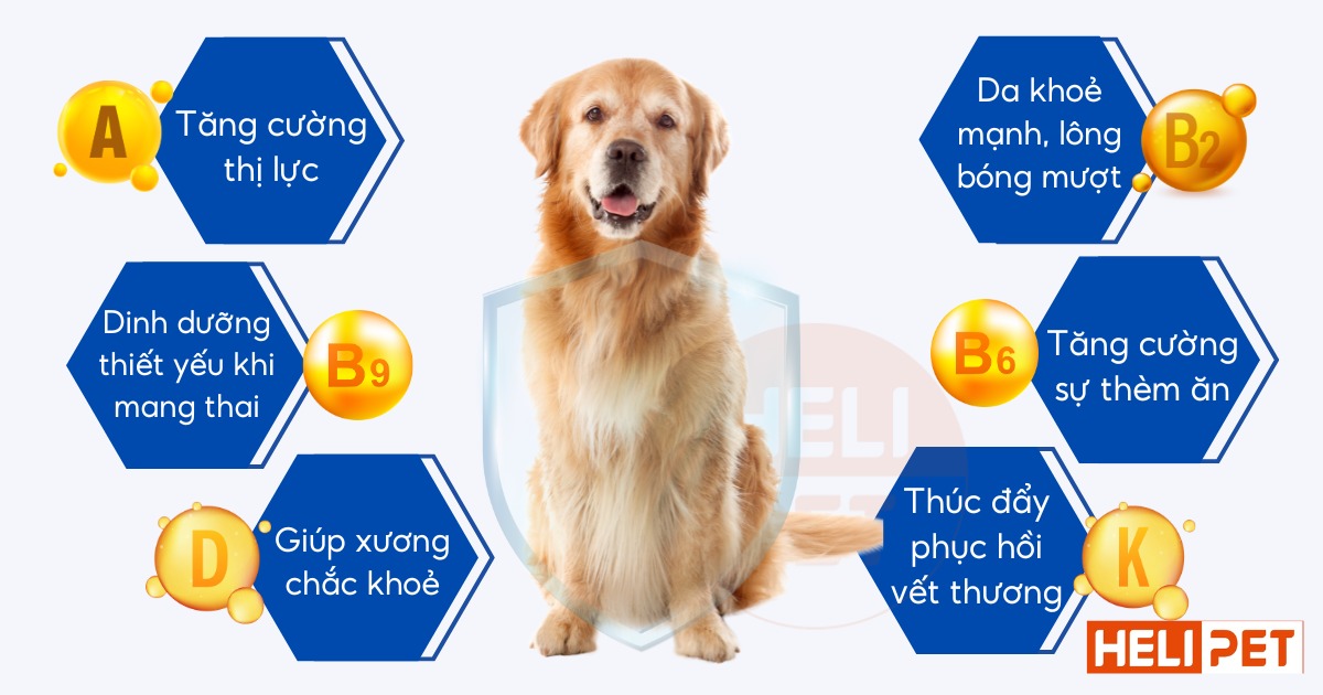 DR.VET Multivitamins for Dogs