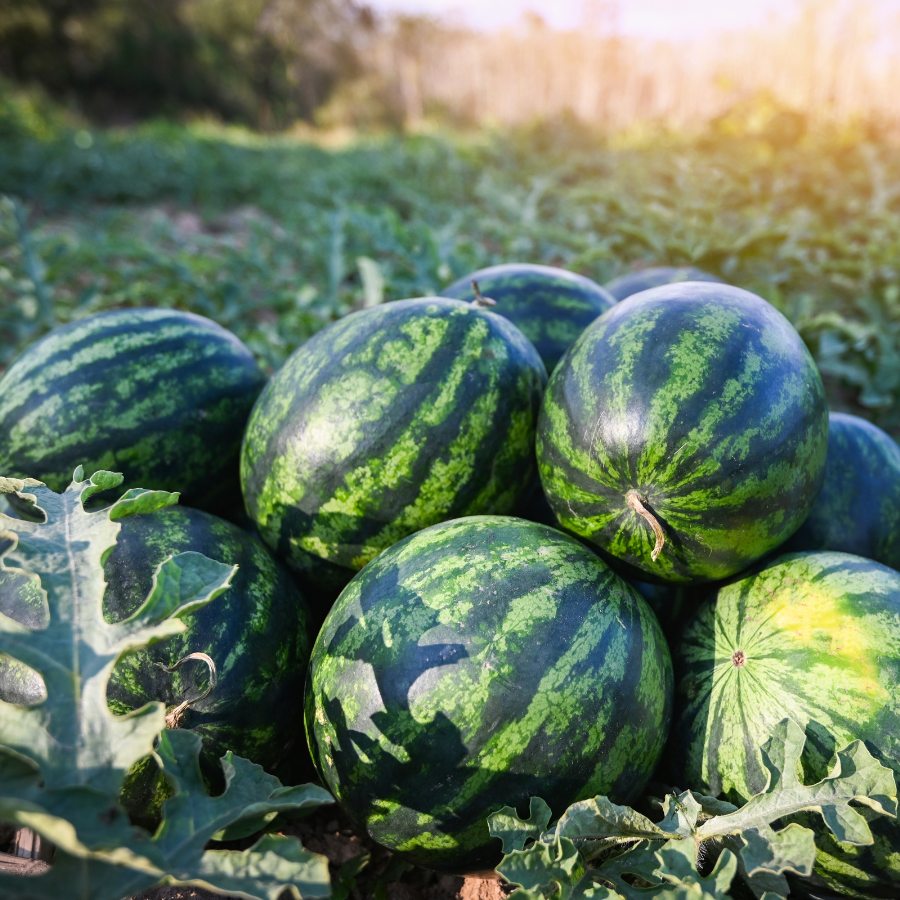 Dưa hấu Long An_thumbnail_5