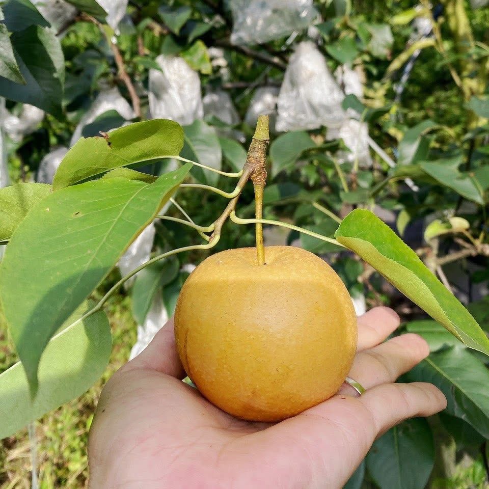 Lê Nâu Mộc Châu (Quả Mắc Cọp)_thumbnail_0