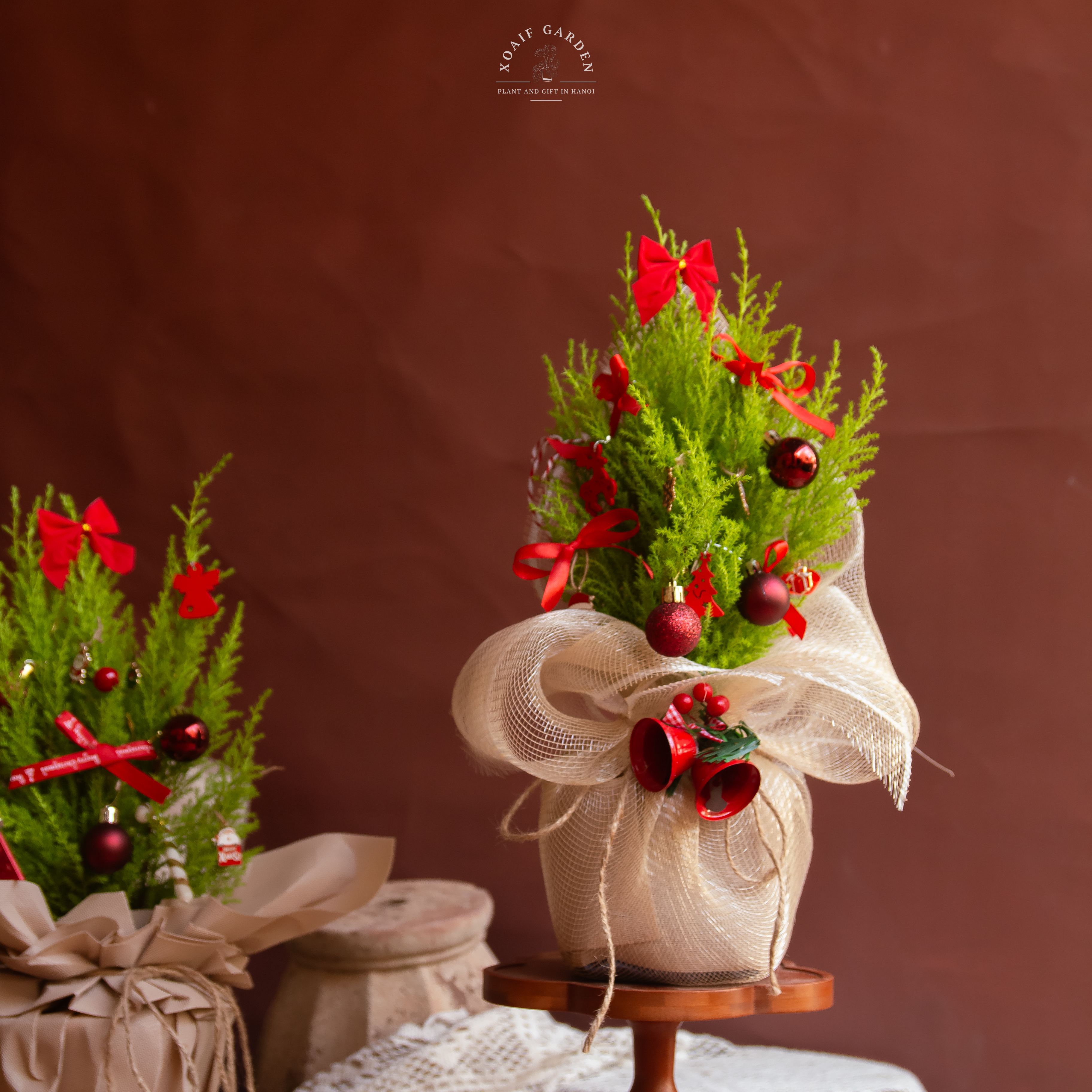 SET THÔNG TƯƠI_thumbnail_11