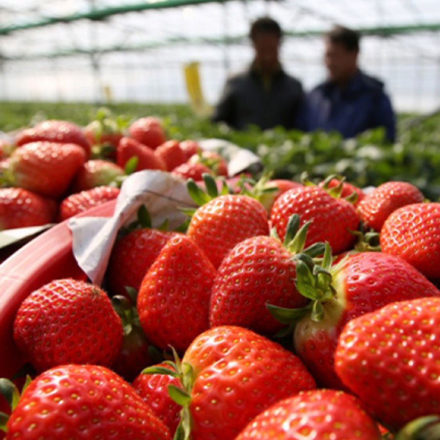 Dâu Nhật Hana_thumbnail_4