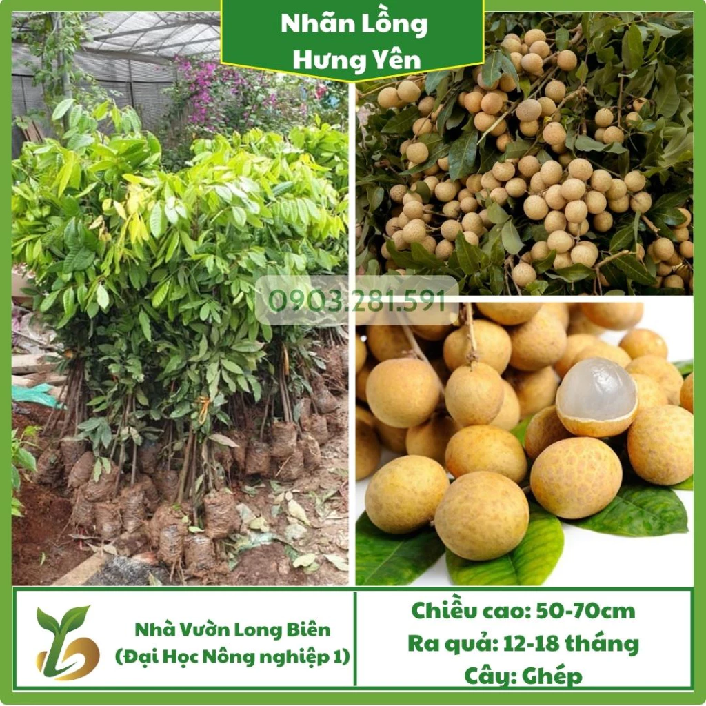 Nhãn Lồng H/Y_thumbnail_0