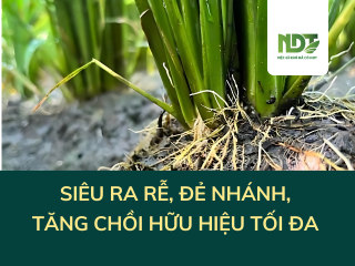 WIN 79 NDT - Giải pháp lúa RA RỄ, ĐẺ NHÁNH, TĂNG CHỒI HỮU HIỆU