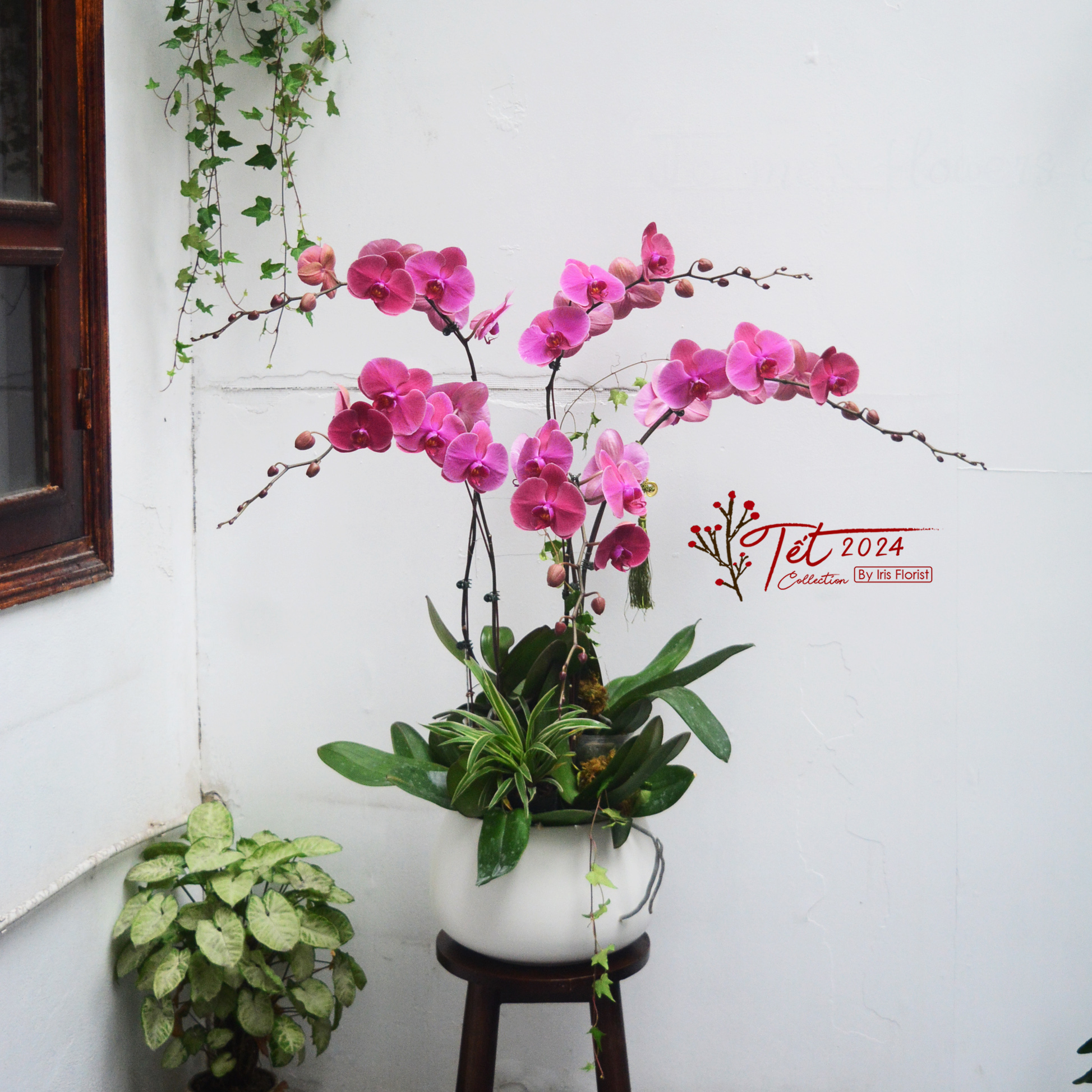 Chậu Lan Hồ Điệp (Đại Lan) - Màu Tím Đỏ - 5 cây